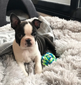 Cachorro Boston Terrier