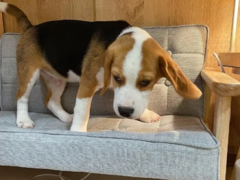 Cachorro Beagle