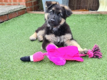 Cachorro Pastor alemán