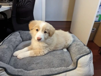 Cachorro Border Collie