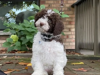 Cachorro De agua espanol