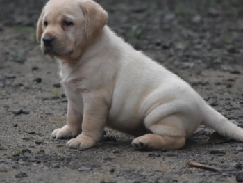 Cachorro Labrador