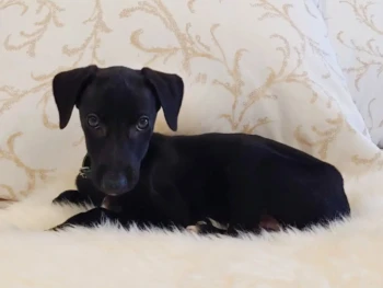 Cachorro Galgo espanol