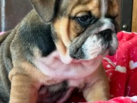 Cachorro Bulldog inglés