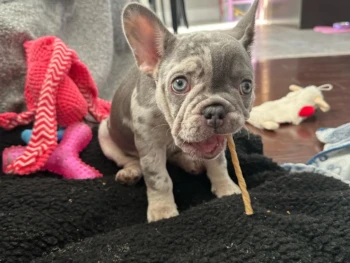 Cachorro Bulldog francés