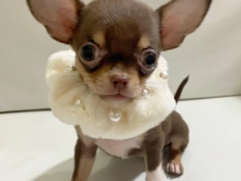 Ester (cabello corto)- Hembra