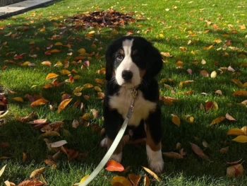 Cachorro Boyero de Berna