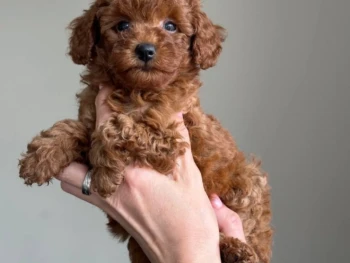 Kenny- miniatura Macho