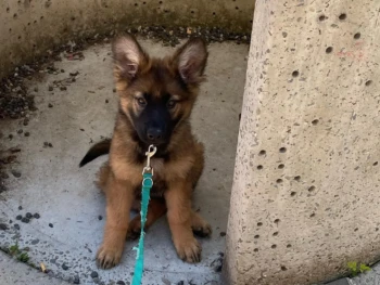 Cachorro Pastor Aleman