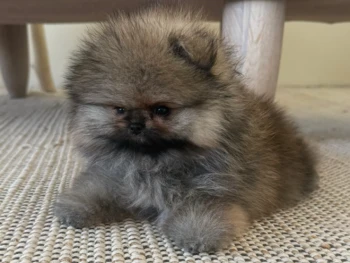Cachorro Pomerania
