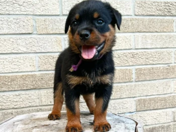 Cachorro Rottweiler
